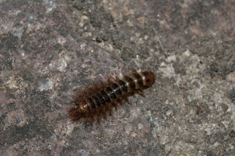 larva di Drilidae